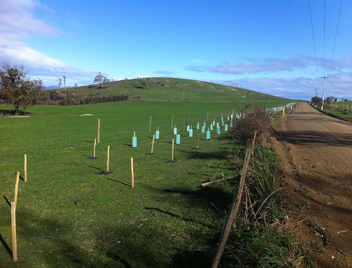 revegetation